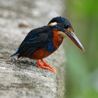 Tutti i suoni della natura online