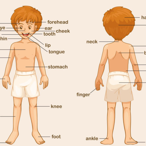 Le app per scoprire il corpo umano