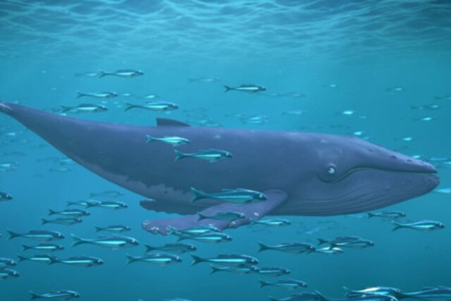 La chiccoliona e la balena: balena